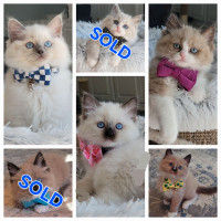 TICA/CFA Registered Cattery - Ragdoll Kittens AVAILABLE!