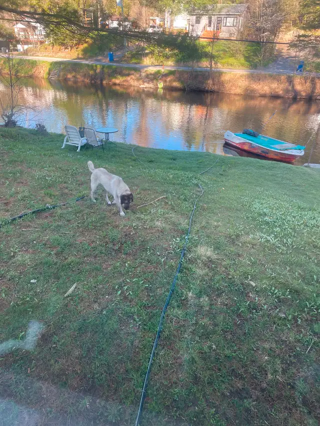 Kangal male 7 months old in Dogs & Puppies for Rehoming in Gatineau - Image 3