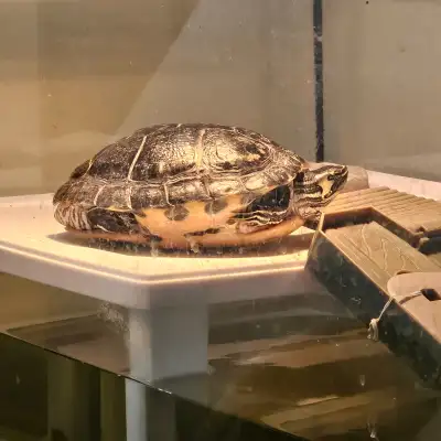 Turtle with complete set up, View more