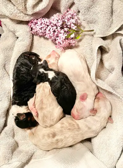 Aussie-Sheepadoodle puppies, View more