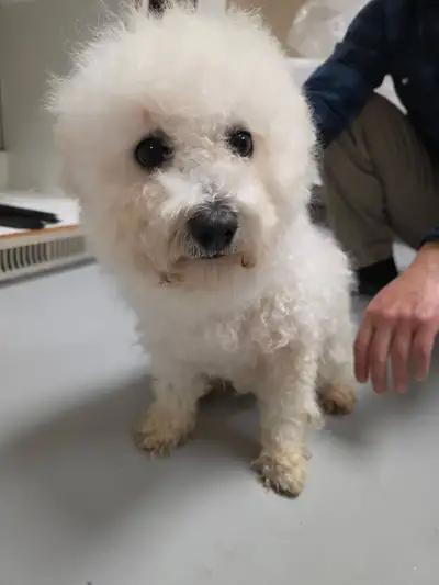 5 years old bichon girl available. Had full vaccinations. 13 pounds . Interested please text to 4166...