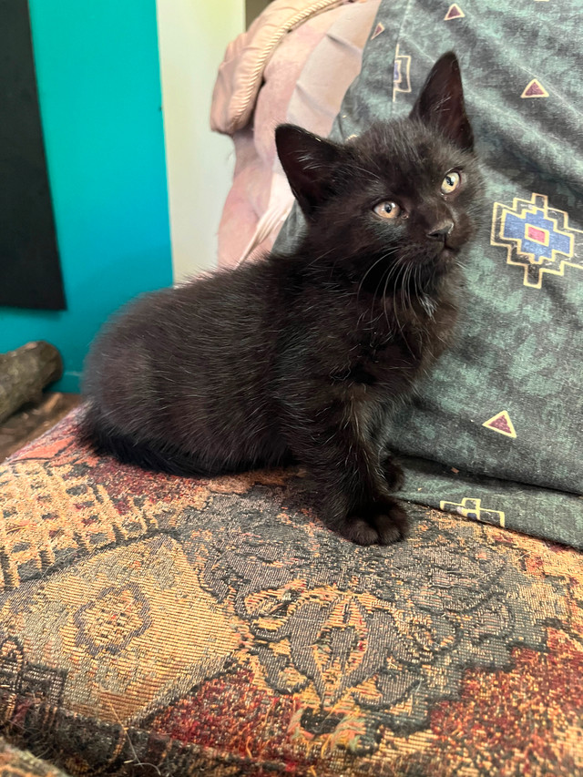 Petits chatons dans Chats et chatons à adopter  à Victoriaville - Image 3