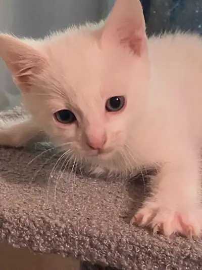 adorable white kitten , View more
