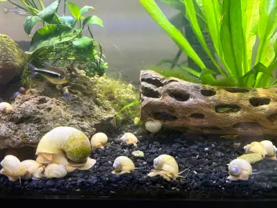 Ivory white mystery snails Asking $4 each 2 for $7 Pick up in Brownsville Cash or etransfer