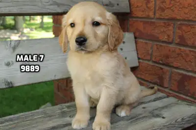 Sweet golden retriever puppies, View more