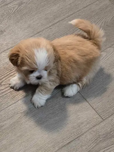 Adorable Full Shih Tzu Puppies, View more