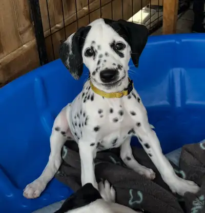 Chiots dalmatien / Dalmatian puppies, View more