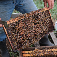 Available spring 2024, 4 frame Honey Bee Nucs