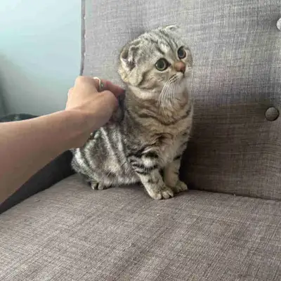 Gorgeous Scottish Fold Baby kitten, View more
