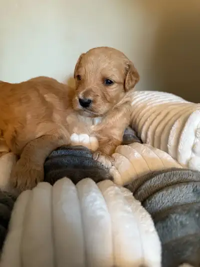 Golden Doodle, View more