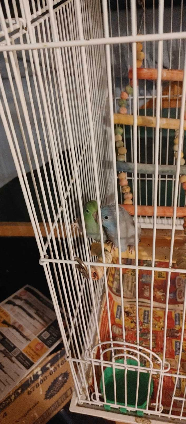 bonded parrotlet pair birds parrot parakeets pets for home adopt in Birds for Rehoming in Ottawa - Image 2