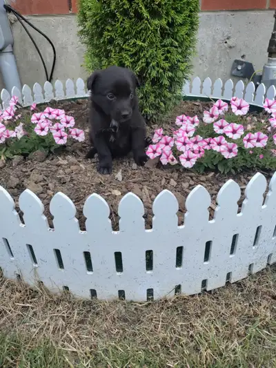 Pomeranian x puppies, View more