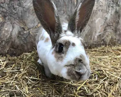 4 month old male Rex rabbit for sale. He is very friendly, would make a good breeding buck. Asking 5...