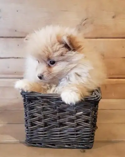 Pomeranian puppie, View more