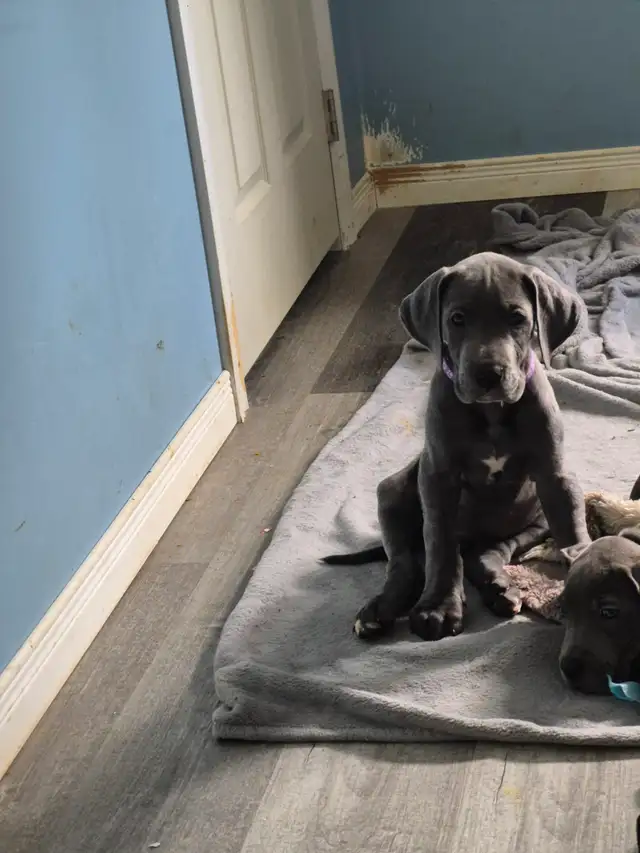 Great Dane Puppies in Dogs & Puppies for Rehoming in Sudbury - Image 19