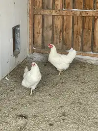 Chantecler hens 