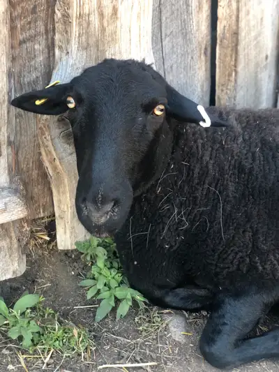 sweet sheep companion , View more