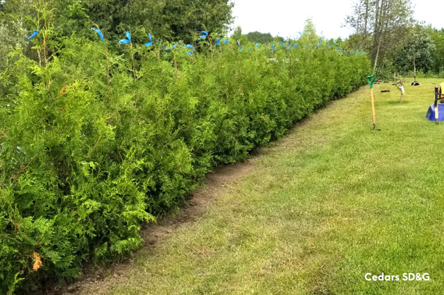 Cedar Privacy Hedges / Farm Grown Cedars  / Hedge Cedar Trees in Plants, Fertilizer & Soil in Ottawa - Image 3