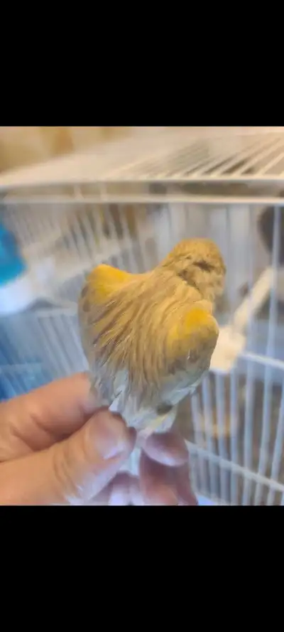 Tres beaux jeunes canaris, View more