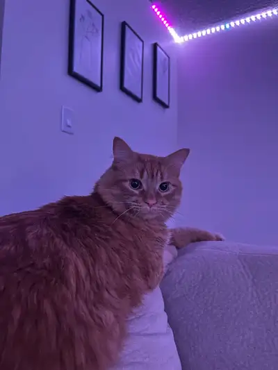 cat for rehome, View more