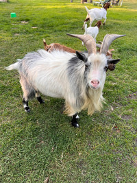 Proven nigerian goat buck