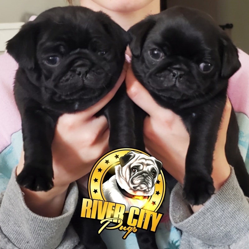 Pug Puppies Dogs & Puppies for Rehoming Regina Kijiji
