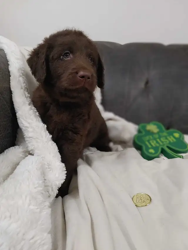 2 Left -  F1 Labradoodle Puppies (Chocolate & Multicolored) in Dogs & Puppies for Rehoming in Delta/Surrey/Langley - Image 5