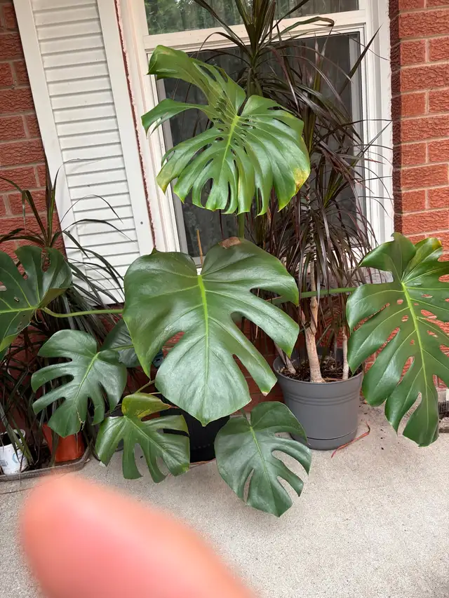 Monstera Deliciosa Plant extra large in Plants, Fertilizer & Soil in Mississauga / Peel Region - Image 3