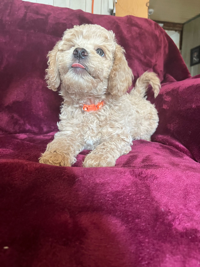 Caniche moyen caramel dans Chiens et chiots à adopter  à Lévis - Image 2