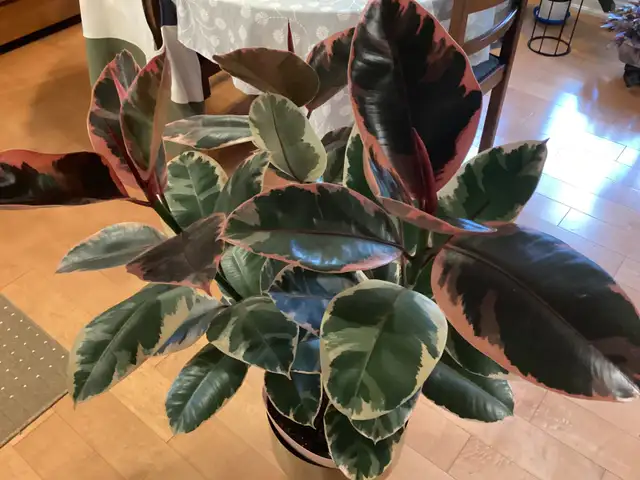 House Plants