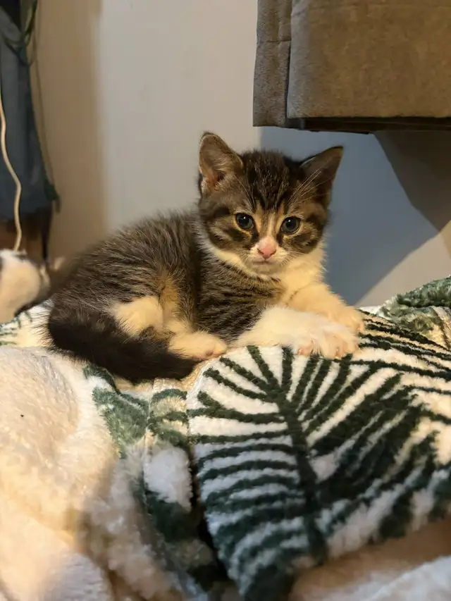 2 Chatons in Cats & Kittens for Rehoming in Drummondville - Image 4