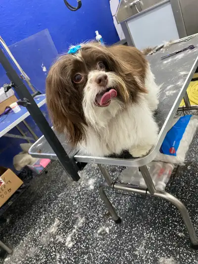 Grooming walk ins welcome, View more