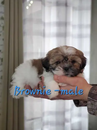 Adorable Shih Tzu Puppies, View more