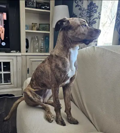 Rehome Plott Hound cross FREE TO GOOD HOME, View more