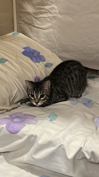 FIXED (Neutered) Male Tabby Kitten needs a new home