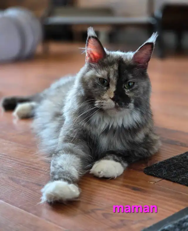 Maine coon chatons