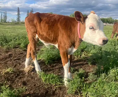 Hereford jersey bottle calf, View more