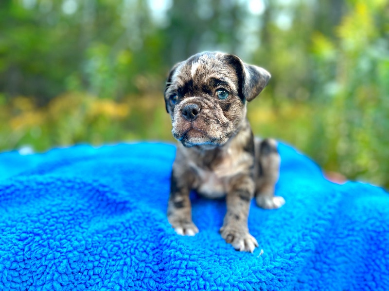 2 Mini bulldog puppies BLUE MERLE Dogs & Puppies for Rehoming