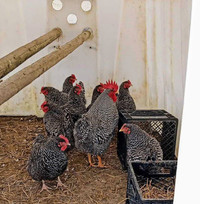 Plymouth Barred Rock Chicken Hatching Eggs