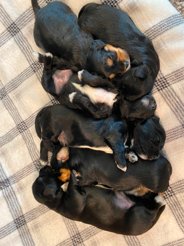 Shorkiepoo puppies in Dogs & Puppies for Rehoming in Regina - Image 2