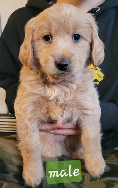 Adorable Med F1b Golden Doodles  Ready for Their Forever Homes!