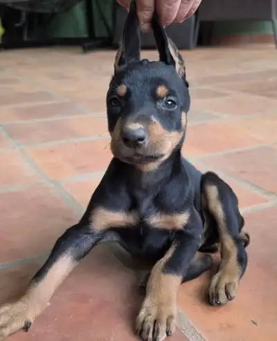 doberman mix Shepherd puppy Bruce, View more