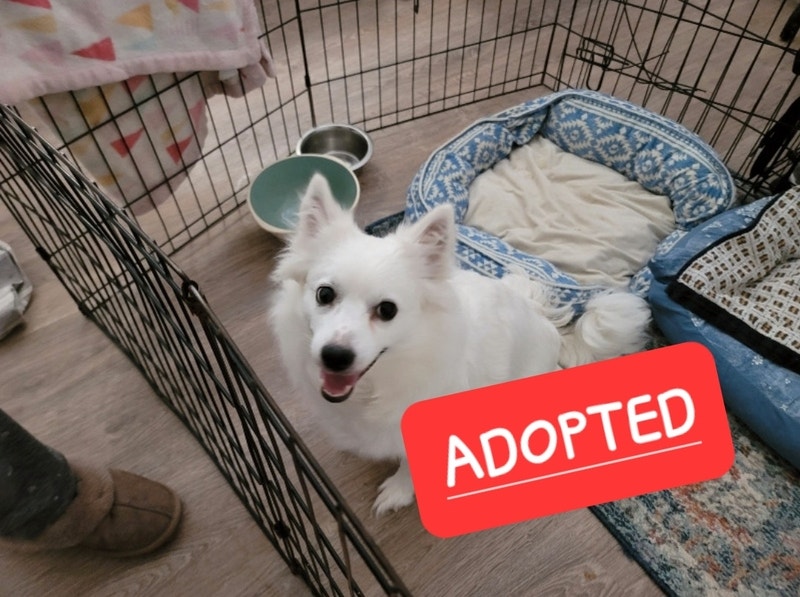 Purebred Miniature American Eskimo Dog to Good Home Dogs & Puppies