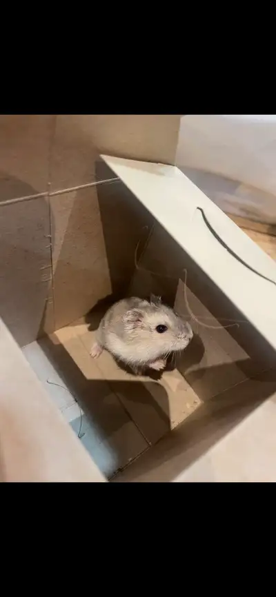 hamster nain winter white , View more