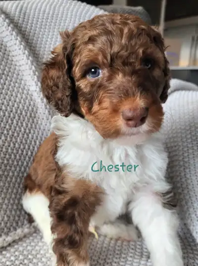Bernedoodle Puppies (Standard Size), View more