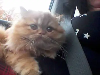 ADEL,Chat persan ,femelle,8 ans .Très affectueuse.Non stérilisés, et non dégriffé. Je serai très sél...