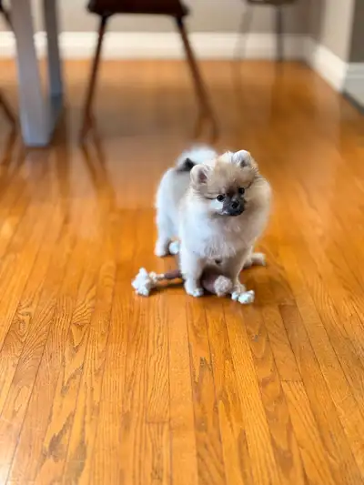 Beautiful Female  Pomeranian Puppy, View more