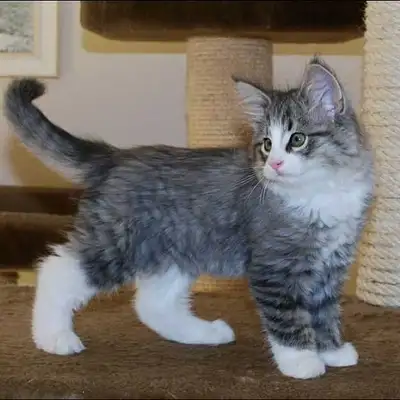 hypoallergenic Siberian kittens, View more