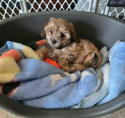 puppies to  rehome, View more