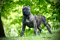 Quality Presa Canario Puppies *Ready To Go With Crop* 